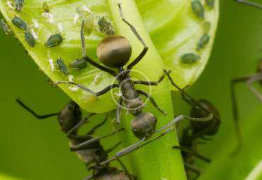 What You Need to Know About ants in Your House